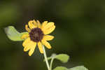 Cucumberleaf sunflower 